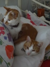 George and Desmond usurped my nesting spot.