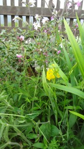 Shilasdair is a yellow Iris ans it is one of the plants used for yellow dye