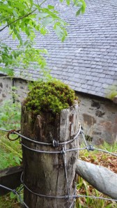 Post behind the church with moss on top. 