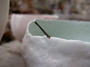 Wild life: worm on my bowel