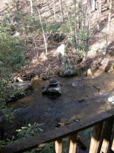 the creek on the other side of the wood pile. This is november those rhododendren are native not invasive like they are in UK.