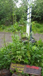 Valerian The sign says that it stimulates earthworms and is good for vegetables.