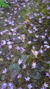 Rhododendrons I think. They are an invasive here but Sandy said that she doesn't bother with them.